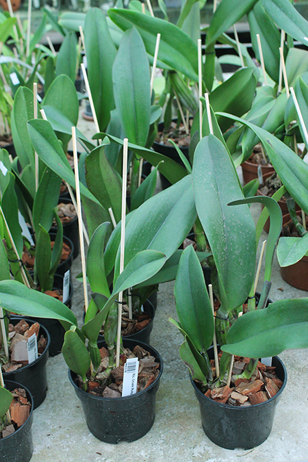 Rhyncholaeliocattleya Chialin Ruby.jpg