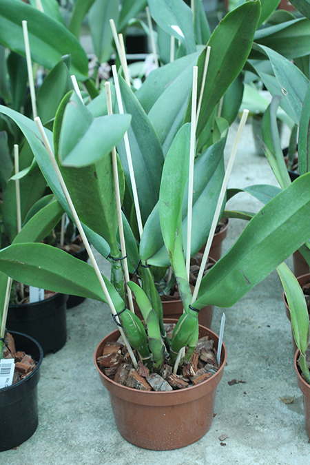 Laeliocattleya Dorothy Fiene 'Sydney'.jpg