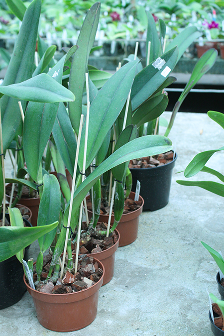 Rhyncholaeliocattleya Chialin Ruby '88-1'.jpg