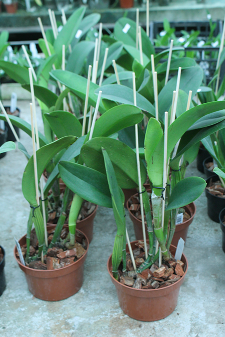 Brassolaeliocattleya Apricot Flare x Cattleya Shellie Compton.jpg