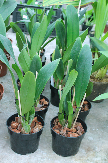 Rhyncholaeliocattleya Cornerstone.jpg