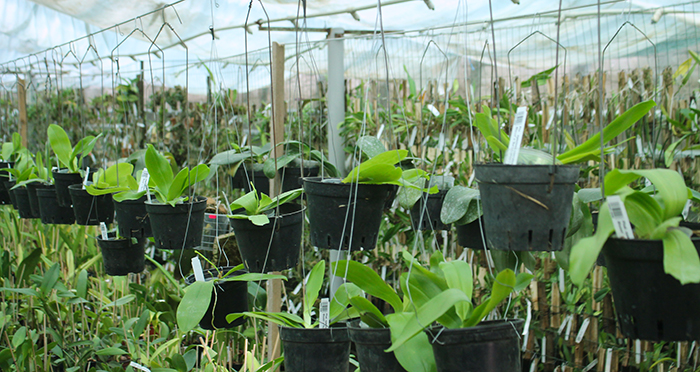Phalaenopsis speciosa coerulea ('Su's Bluish' x 'Su's Coffee Candy').jpg