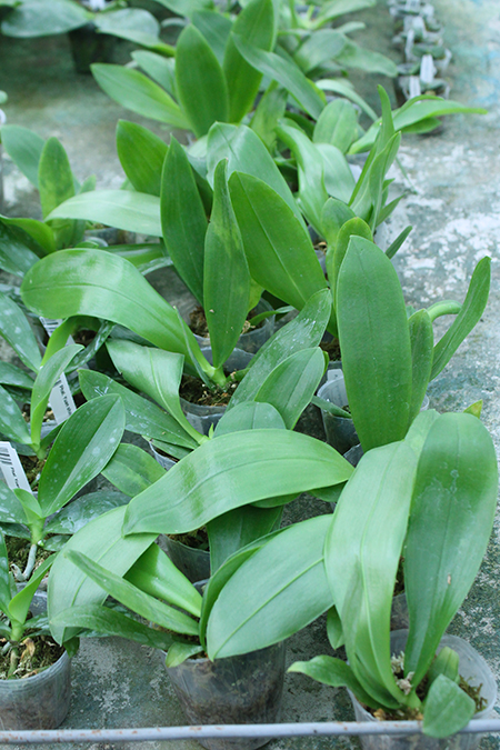 Phalaenopsis YangYang Blue Berry.jpg