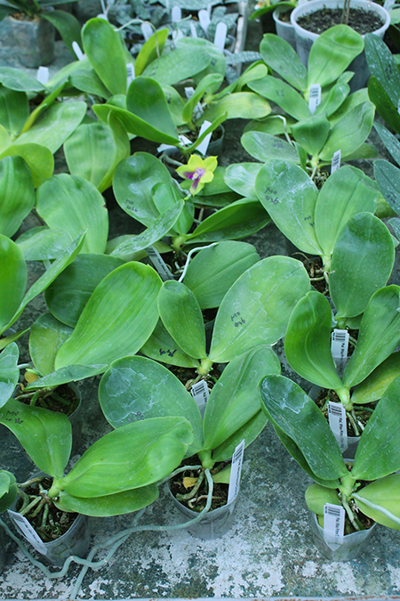 Phalaenopsis Mituo Prince 'Chin Ming'.jpg