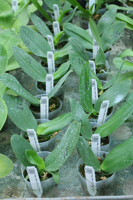 Phalaenopsis Mituo Diamond Canary 'Z'.jpg