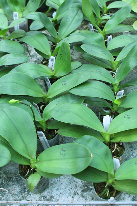 Phalaenopsis Mituo Diamond 'DT Sun'.jpg