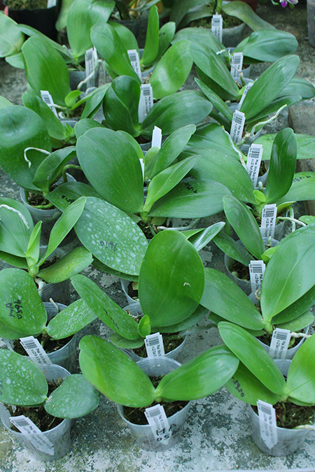 Phalaenopsis Miro Supper Star 'MO198' x LD Sun Dragon 'MO98'.jpg