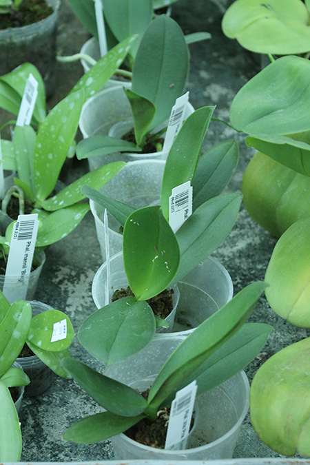 Phalaenopsis Miki Pink Planet '173'.jpg