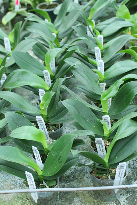 Phalaenopsis Mituo Champion King 'Brick Red'.jpg