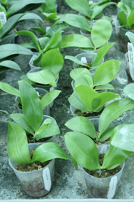 Phalaenopsis modesta.jpg