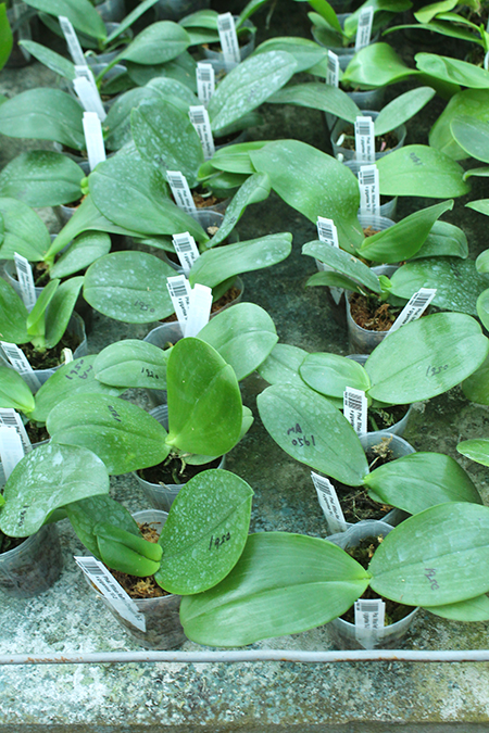 Phalaenopsis Mituo Reflex Dragon 'B-3' x gigantea 'M-2'.jpg