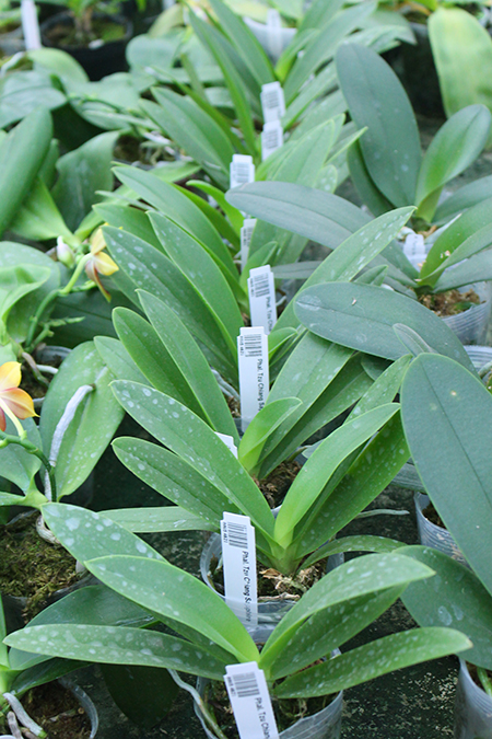 Phalaenopsis Tzu Chiang Sapphire.jpg