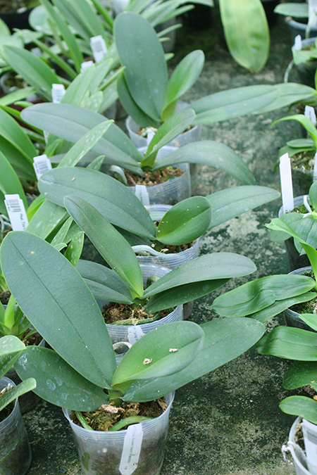 Phalaenopsis Tying Shin Sweet Heart (Peloric).jpg