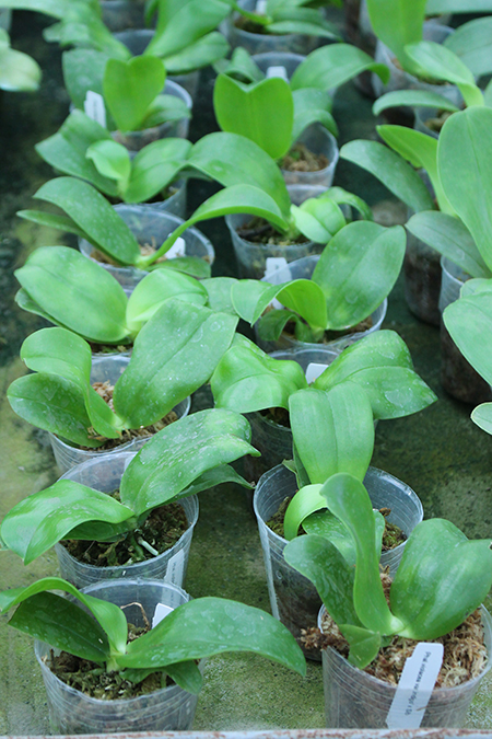 Phalaenopsis violacea indigo.jpg