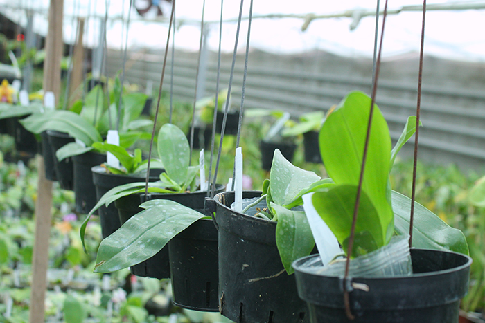 Phalaenopsis zebrina 'Palawan'.jpg