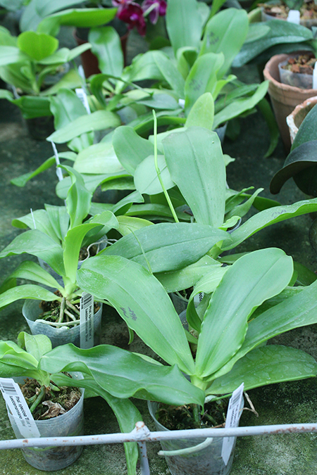 Phalaenopsis speciosa 'Blue' x lueddemanniana 'Blue'.jpg