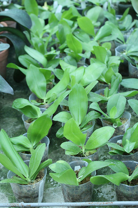 Phalaenopsis (speciosa 'coffee&blue' x YangYang Blueberry).jpg