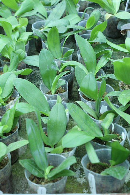 Phalaenopsis sumatrana x self.jpg