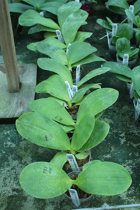 Phalaenopsis Ld's Bear King 'Snake Eye'.jpg