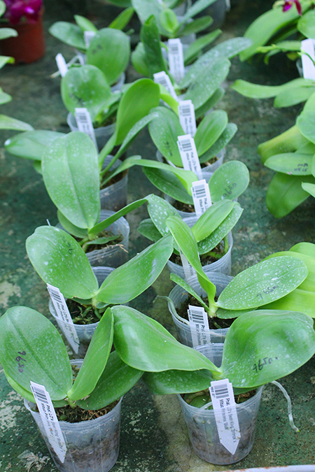 Phalaenopsis LD's Bear King 'Bronze' x Mituo Princess 'Blue'.jpg