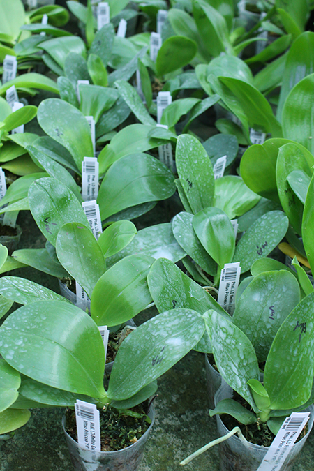 Phalaenopsis LD Bellina Eagle 'Red' x Mituo Princess 'YR'.jpg