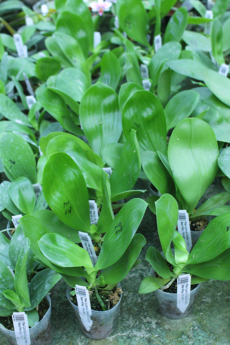 Phalaenopsis (Lyndon Reflex x LD's Bear KIng ) 'flava#1'.jpg