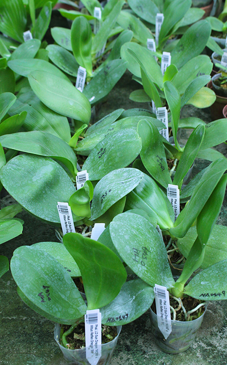 Phalaenopsis LD Sun Dragon 'MO98' x Mituo Reflex Dragon 'B1'.jpg