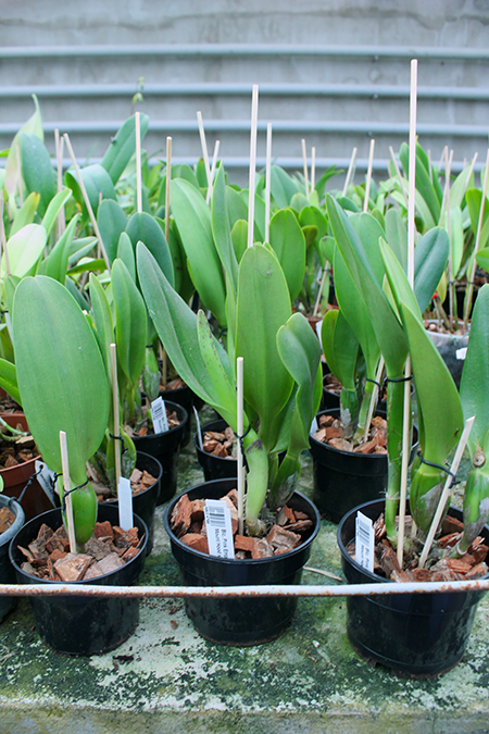 Brassolaeliocattleya Pink Empress 'Ju-Sen'.jpg