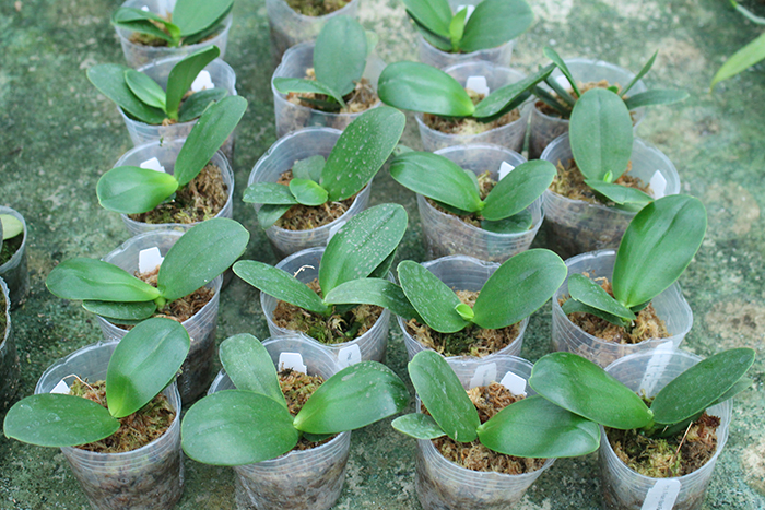 Phalaenopsis I-Hsin 'Spot Eagle'.jpg