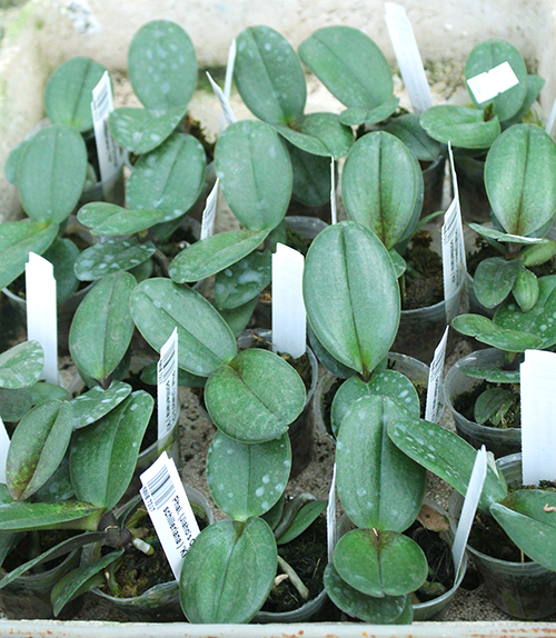 Phalaenopsis (Jiaho's Orange x schilleriana ) 'KF'.jpg