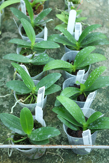 Phalaenopsis equestris alba.jpg