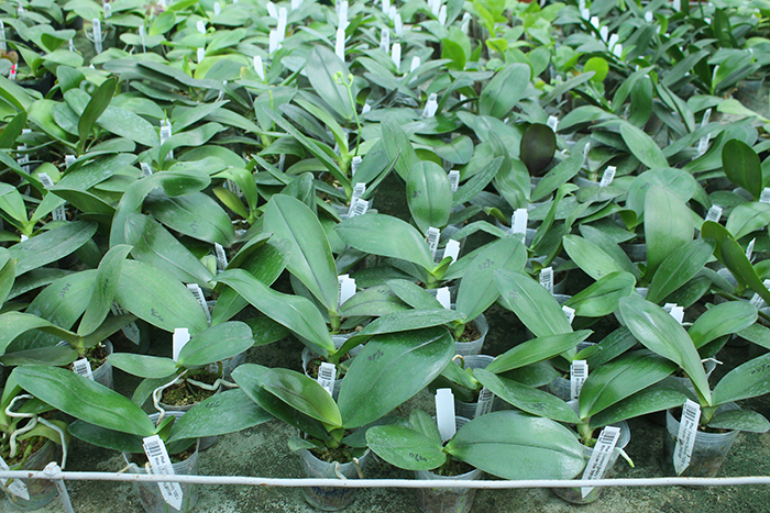 Phalaenopsis Diamond Beauty '1202' x Miro Supper Star 'MO198'.jpg