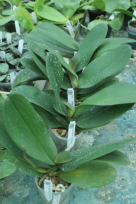 Phalaenopsis Chia Shing Hot Kiss '256'.jpg