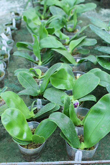 Phalaenopsis bellina coerulea x sib.jpg