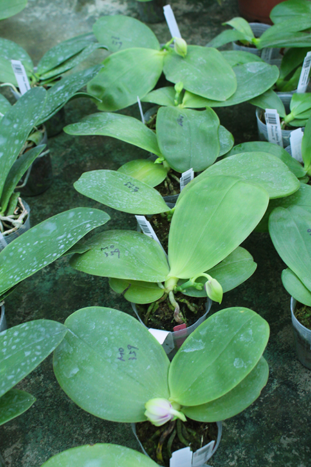 Phalaenopsis bellina 'Mituo'.jpg
