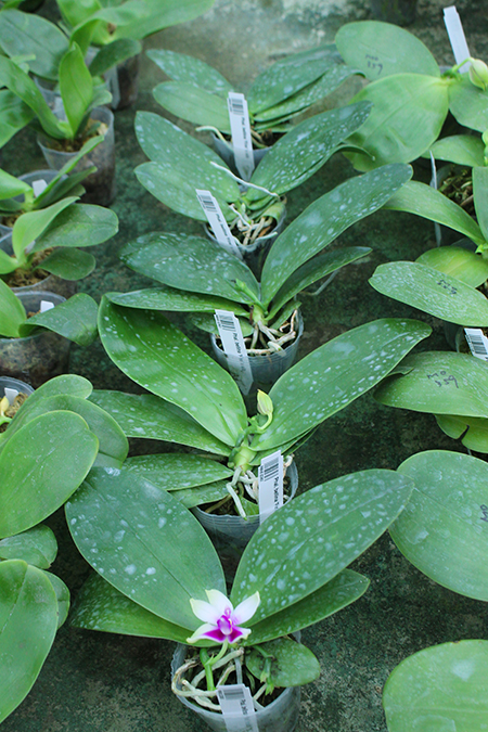Phalaenopsis bellina 'Fire' x sib.jpg