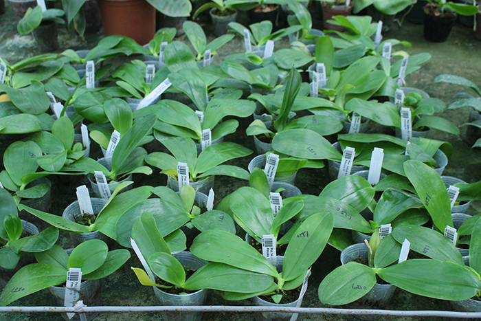 Phalaenopsis bellina 'B-1' x Mituo Princess 'B'.jpg