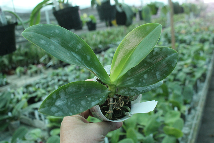 Phalaenopsis Yuan shan Sweet Girl.jpg