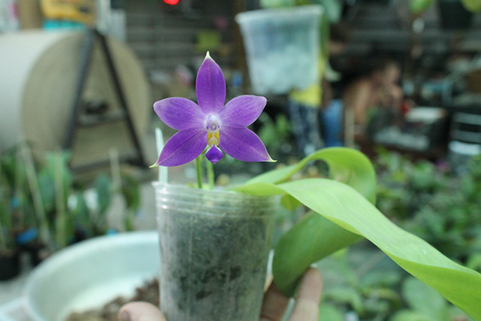 Phalaenopsis YangYang Blueberry x bellina coerulea.jpg