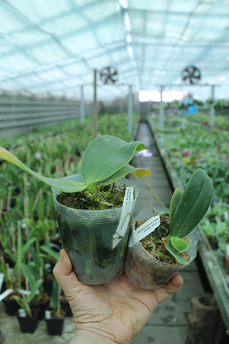 Phalaenopsis Bright Peacock 'Black & White Chocolate'.jpg