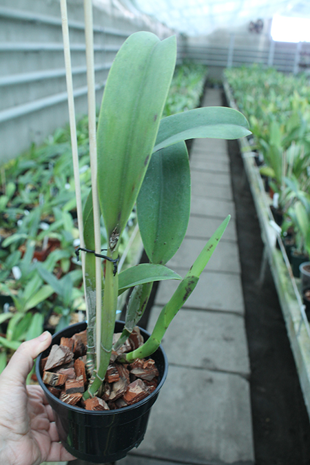 Laeliocattleya Tainan City 'General'.jpg