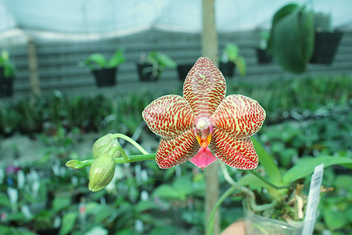 Phalaenopsis Mituo Sun 'Mituo#2' x Ya-Yi Qin.jpg