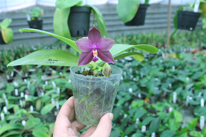 Phalaenopsis Mituo Purple Bear x LD's Bear King.jpg