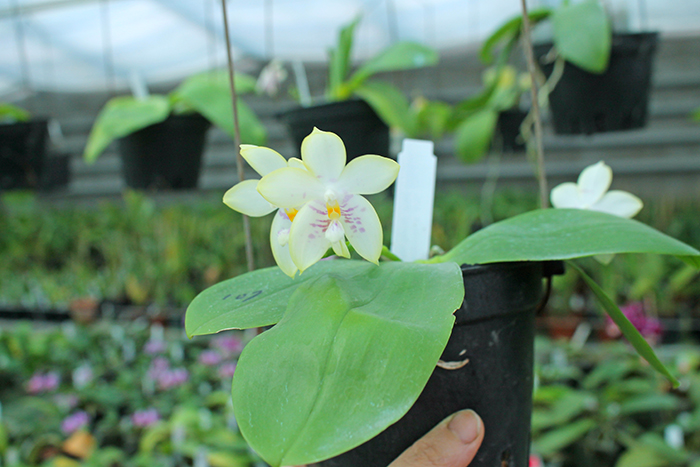 Phalaenopsis Zheng Min Muscadine '323' x speciosa '41-S.jpg