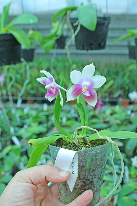 Phalaenopsis Zheng Min Muscadine '323' x speciosa '41-S.jpg