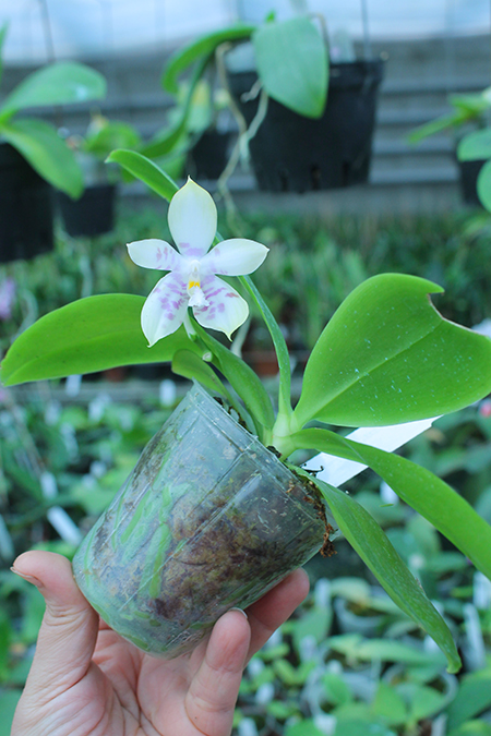 Phalaenopsis Zheng Min Muscadine '323' x speciosa '41-S.jpg