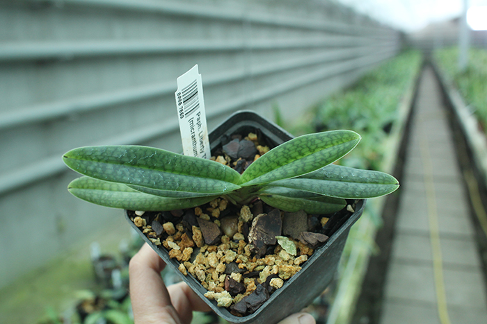 Paphiopedilum Liberty Taiwan (micranthum x hangianum).jpg