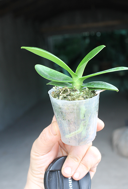 Sedirea japonica.jpg