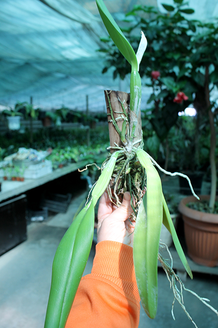Cattleya luteola.jpg