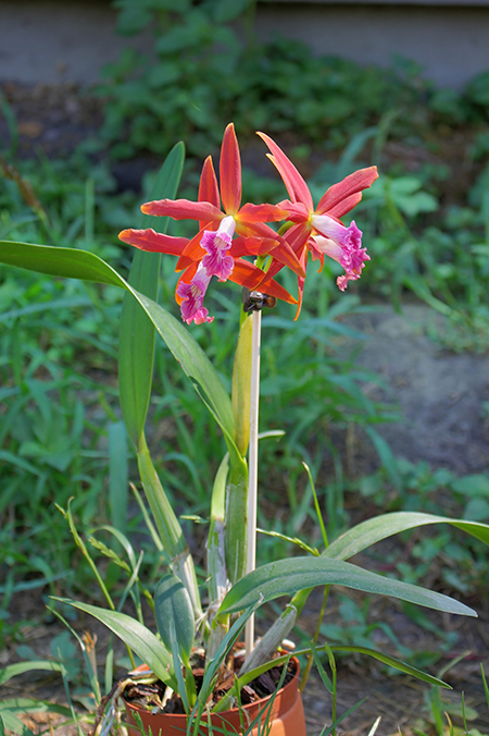 Laelia Zip (tenebrosa x milleri).jpg